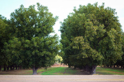 Sahuarita Pecan Festival Orchards at Green Valley Pecan