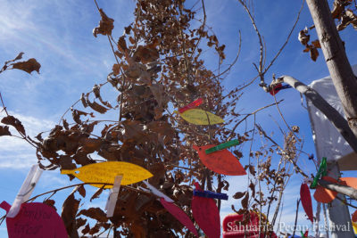 2017 Sahuarita Pecan Festival
