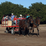 Sahuarita Pecan Festival 2014