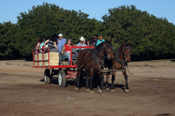 Sahuarita Pecan Festival 2014