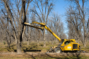 Pecan Tree Shaker 