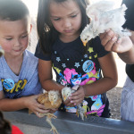 Sahuarita Pecan Festival 2014