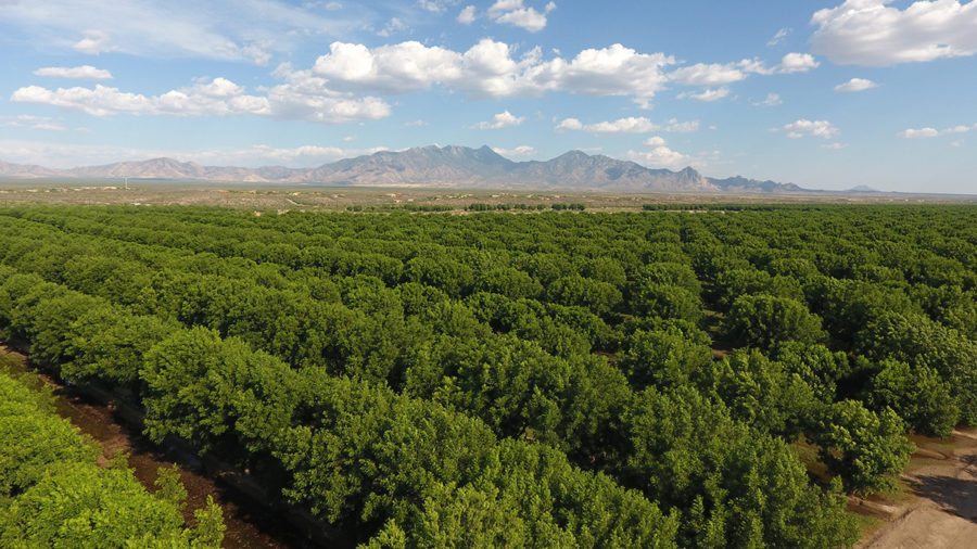 Green Valley Pecan Company to Offer Orchard Tours Sahuarita Pecan